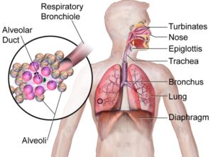 Illustration of Respiratory System